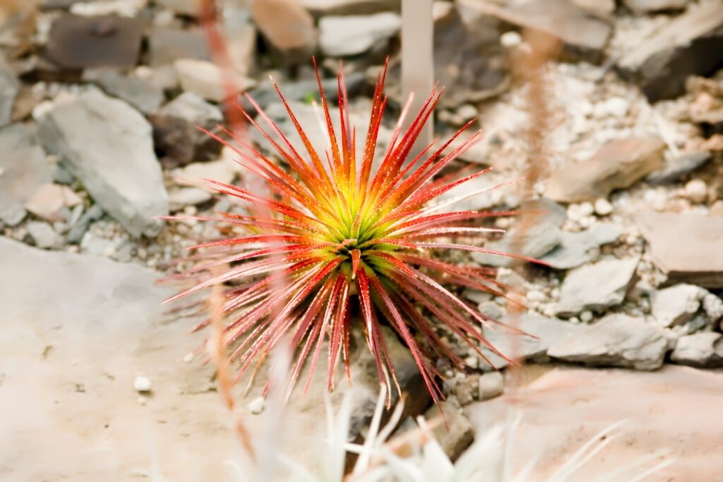 entdecken sie die besten pflanzen für steingärten: widerstandsfähige und pflegeleichte arten, die ihrem garten struktur und farbe verleihen.