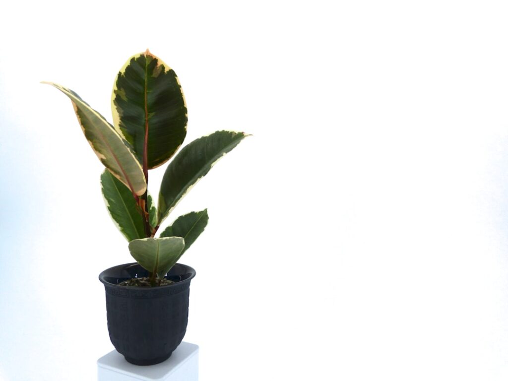 pflege der gummipflanze: tipps zur optimalen bewässerung, lichtverhältnissen und temperatur für ein gesundes wachstum ihrer gummipflanze.