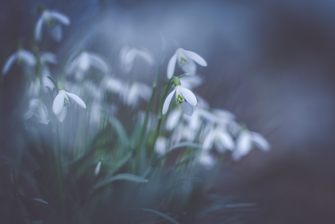 entdecken sie die zarten schneeglöckchen, die ersten frühlingsboten mit ihren weißen, glockenförmigen blüten, die hoffnung und neubeginn symbolisieren.