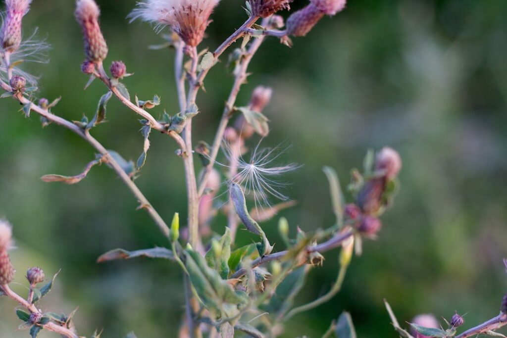 effektive methoden zur bekämpfung von disteln: tipps und strategien für einen distelfreien garten.