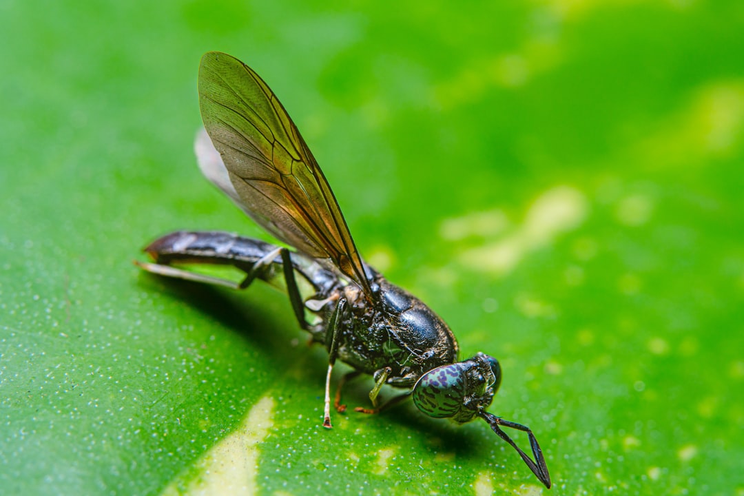 erfahren sie mehr über thripse, ihre lebensweise, schäden an pflanzen und effektive bekämpfungsmethoden.
