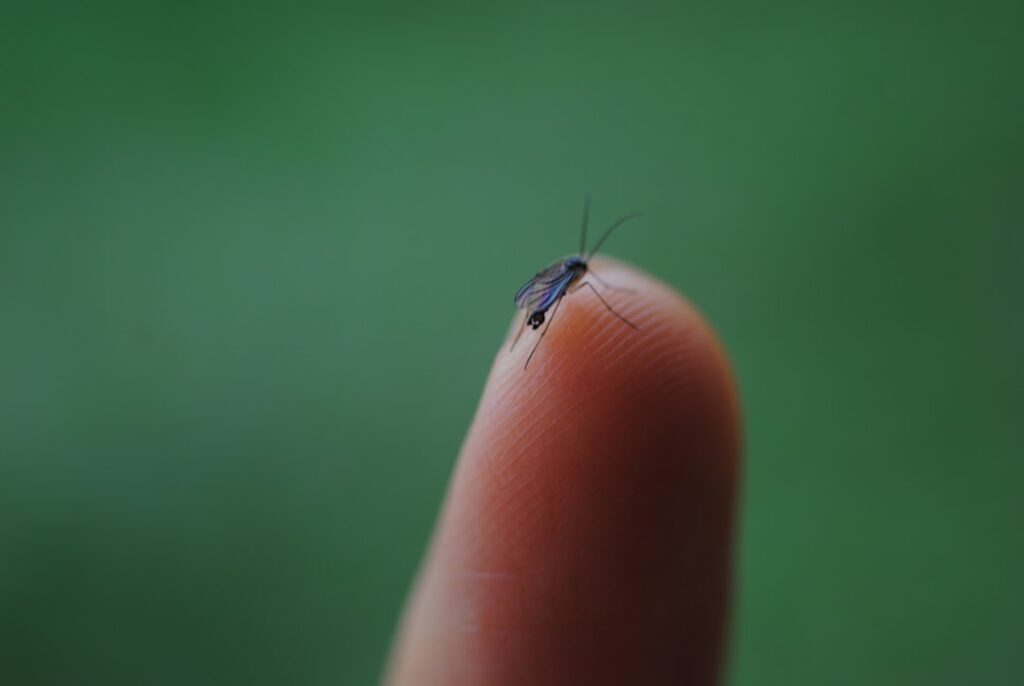 erfahren sie mehr über thripse, kleine pflanzenparasiten, die schäden an blumen und nutzpflanzen verursachen können. tipps zur erkennung und bekämpfung.