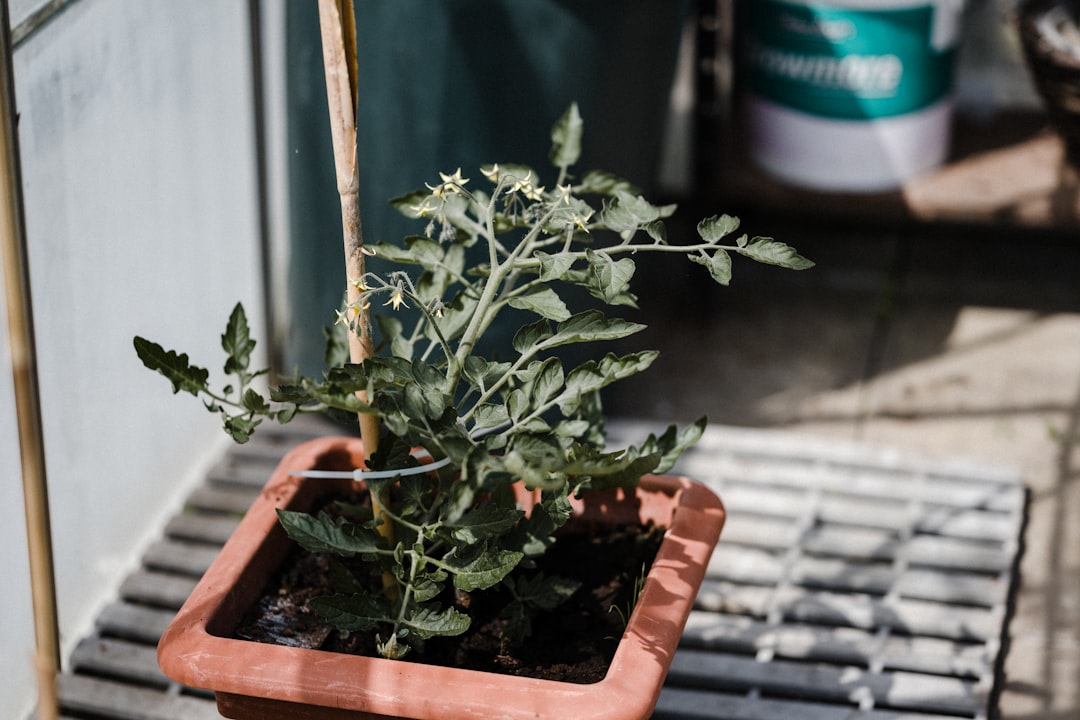 tomaten pflanzen: tipps zur auswahl des richtigen standorts, vorbereitung des bodens und pflege für eine reiche ernte.