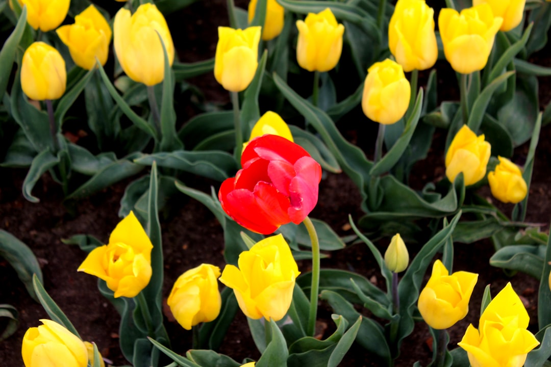 entdecken sie die kunst des tulpenanbaus: tipps und tricks für schöne tulpen im garten, von der pflanzung bis zur pflege.