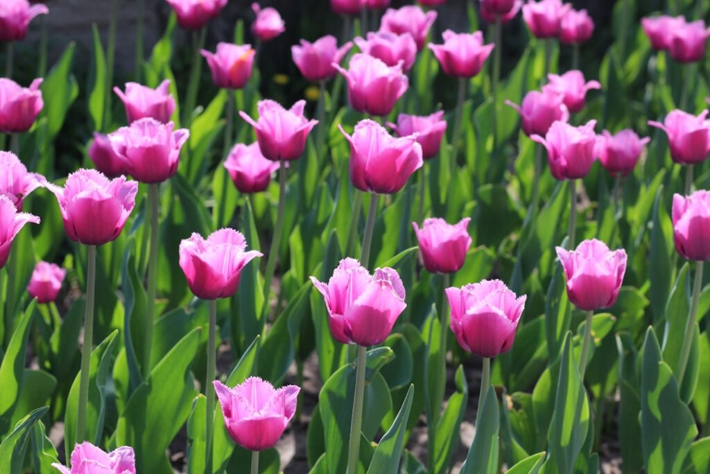 erfahren sie alles über die pflege und den anbau von tulpen. tipps für die schönsten tulpenblumen in ihrem garten.