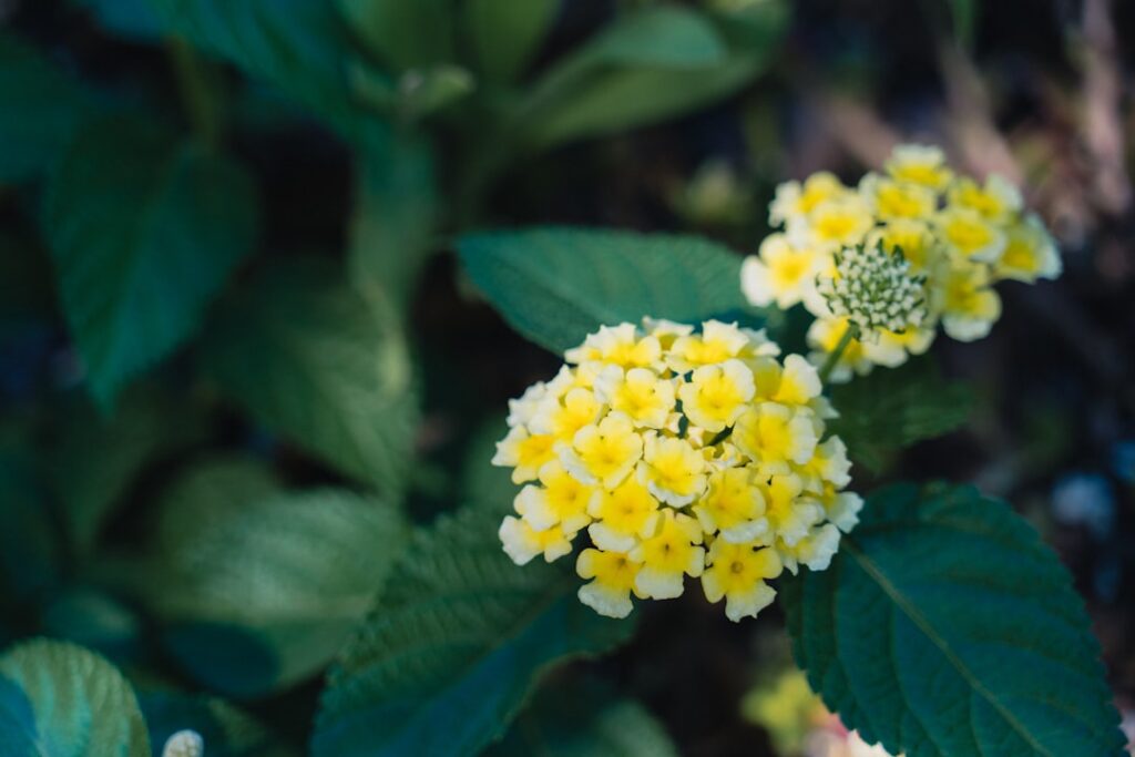 entdecken sie die vielfältigen vorteile und anwendungen der verbene, einer aromatischen pflanze mit heilenden eigenschaften und vielseitigen verwendungsmöglichkeiten in garten und küche.