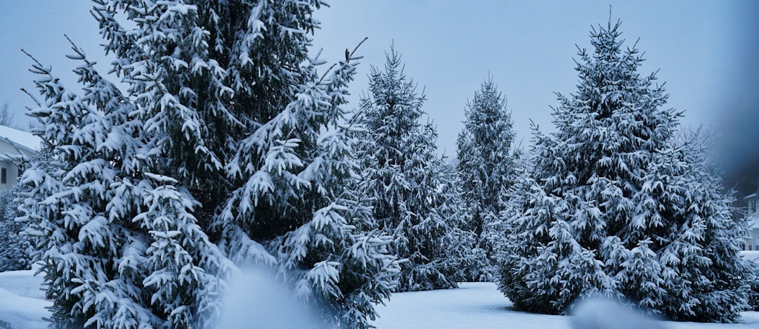entdecken sie winterharte bäume, die kalte temperaturen und frostige bedingungen problemlos überstehen. perfekt für langlebige, widerstandsfähige gärten im winter.