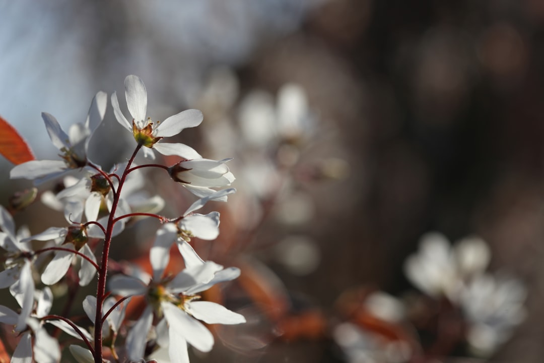entdecken sie die amelanchier, einen vielseitigen strauch mit köstlichen beeren und dekorativem laub – perfekt für gartenliebhaber und naturliebhaber.