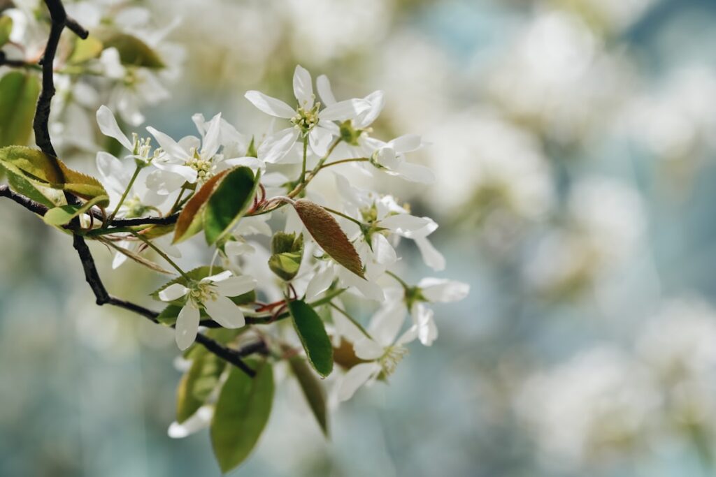 erfahren sie alles über amelanchier, den vielseitigen und dekorativen strauch mit köstlichen beeren und attraktiven blüten. perfekt für gartenliebhaber und naturliebhaber.