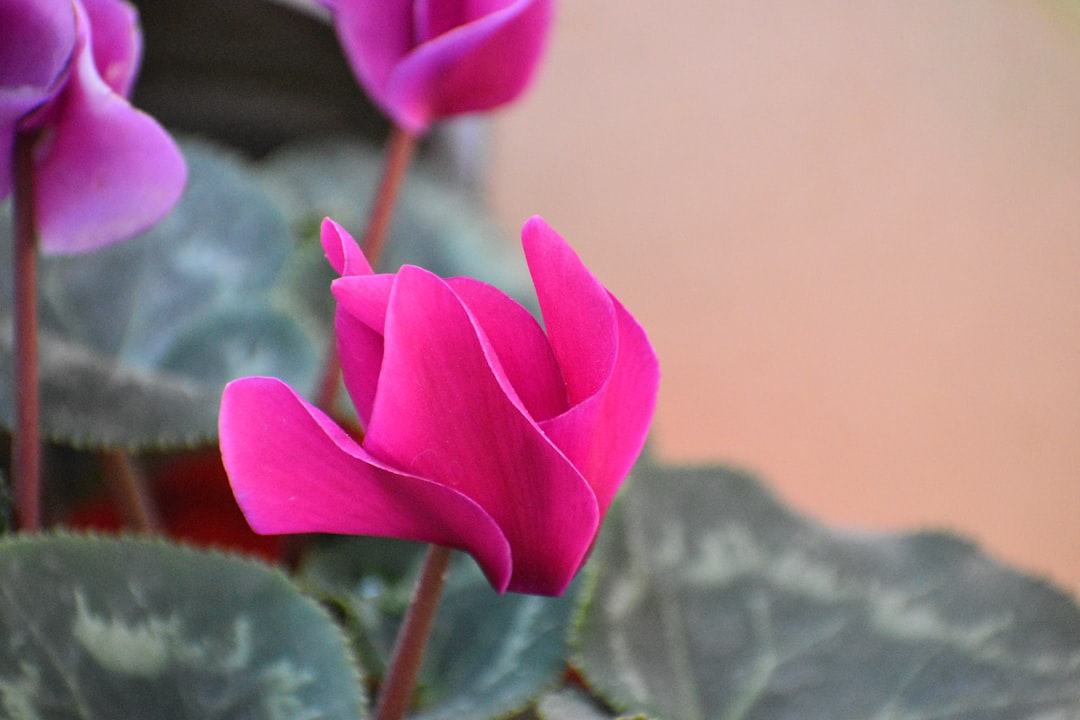 pflegehinweise für alpenveilchen: tipps zur bewässerung, lichtverhältnissen und düngung, damit ihr cyclamen gesund und blühend bleibt.
