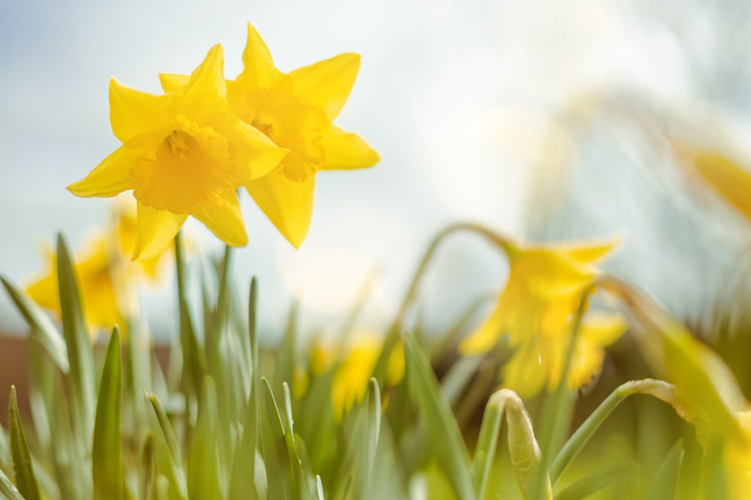 entdecken sie die schönheit der narzissen, ihre leuchtenden gelben blüten und symbolische bedeutung in der natur und kultur.