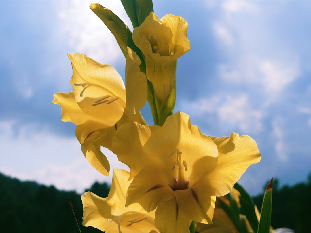 entdecken sie die schönheit der gladiolen, elegante blumen mit farbenfrohen blüten, die jeden garten verzaubern.