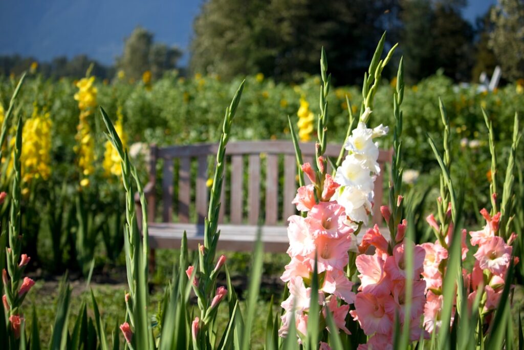 entdecken sie die faszinierende welt des gladiolus, eine elegante blume, die für ihre leuchtenden farben und langen blütenstiele bekannt ist. perfekt für gartenliebhaber und blumenenthusiasten.
