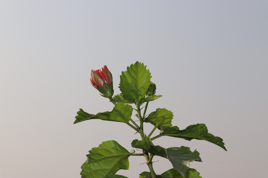 erfahren sie, wie sie hibiskuspflanzen richtig schneiden, um gesundes wachstum und prächtige blüten zu fördern. praktische tipps zur hibiskusbaumschnittpflege.