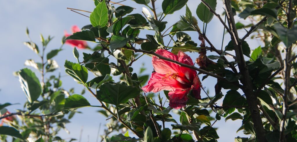 erfahren sie, wie sie hibiskus richtig schneiden, um gesundes wachstum und reichhaltige blüten zu fördern. tipps und techniken für den perfekten hibiskusschnitt.
