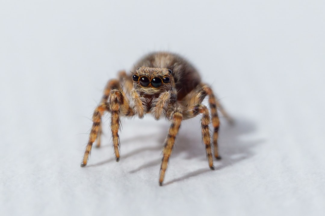 entdecken sie die faszinierende welt der springspinnen – kleine, flinke jäger mit außergewöhnlichem sehvermögen und einzigartigen sprungfähigkeiten.