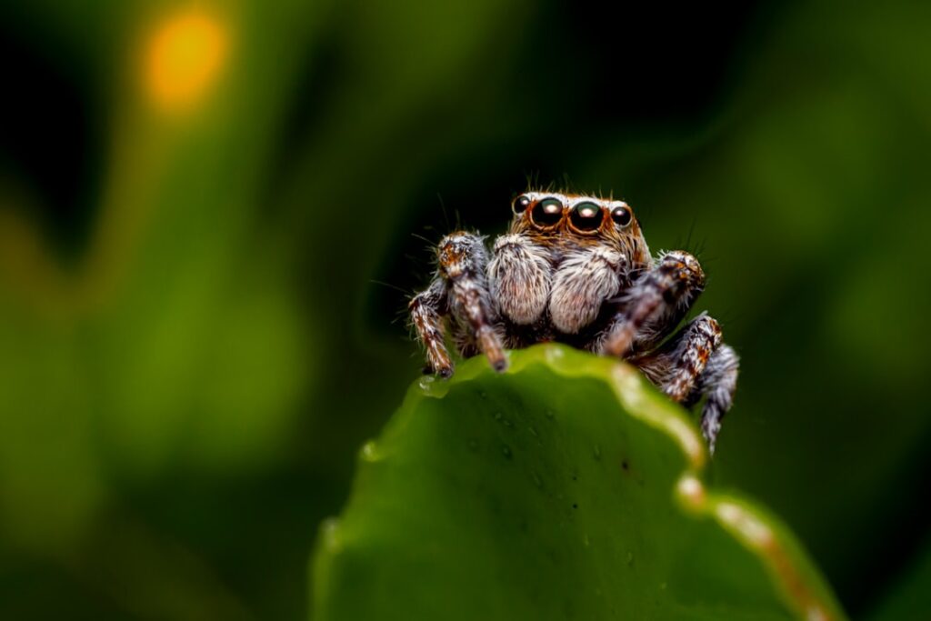 entdecken sie die faszinierende welt der springspinnen – kleine, flinke jäger mit beeindruckenden sprungfähigkeiten und einzigartigem aussehen.