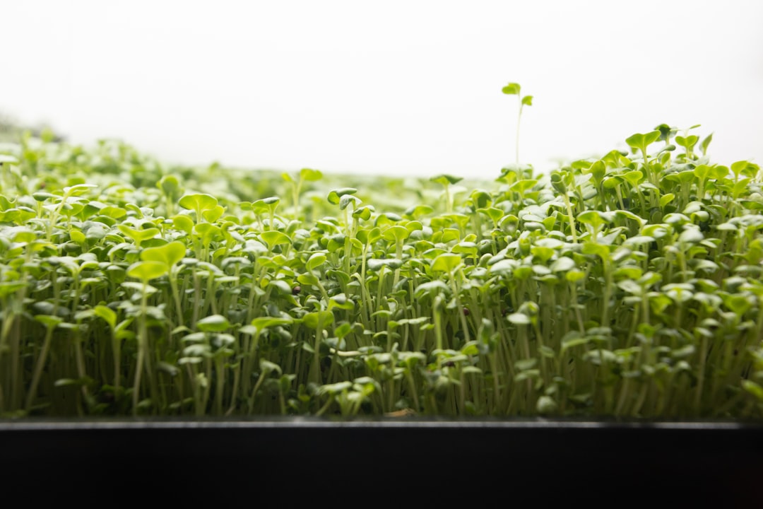 entdecken sie die welt der microgreens: nährstoffreiche, junge pflanzen, die ihre gerichte geschmacklich und optisch verfeinern. perfekt für gesunde ernährung und kulinarische vielfalt.