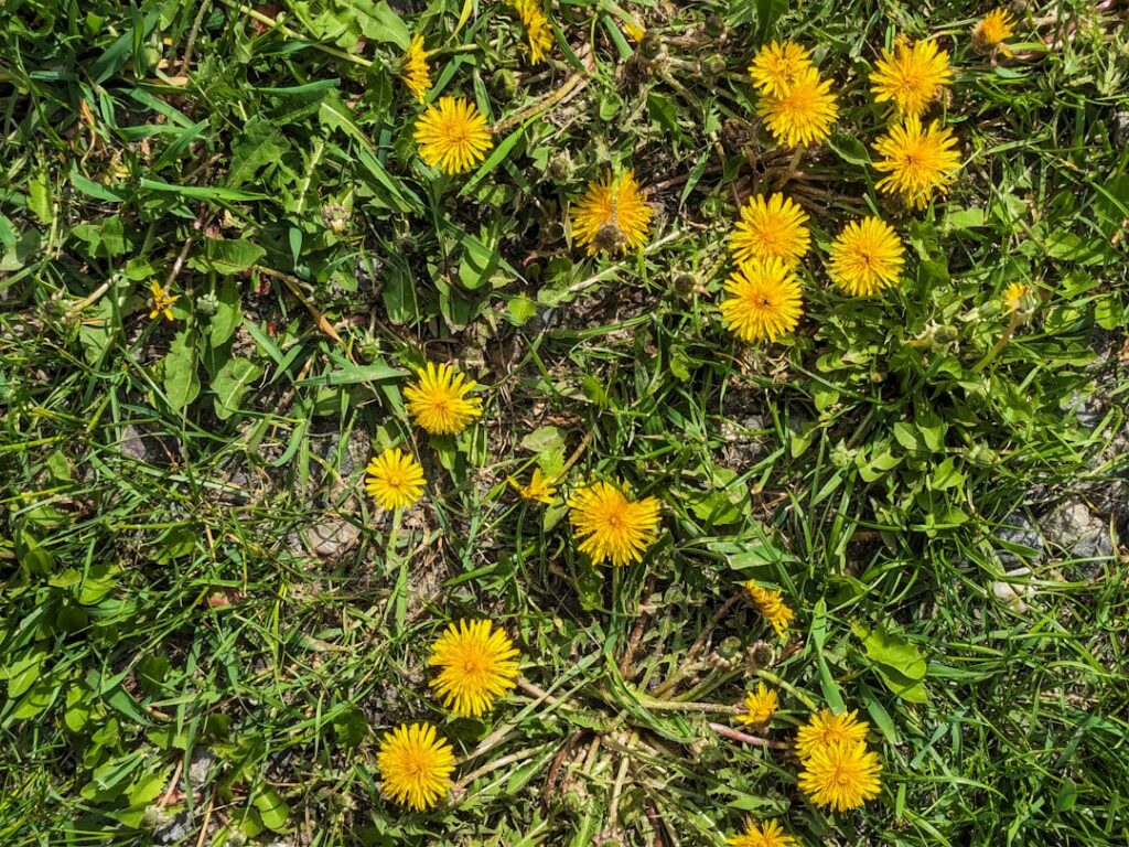 natürliche unkrautbekämpfung: effektive und umweltfreundliche methoden zur kontrolle von unkraut ohne chemische mittel.