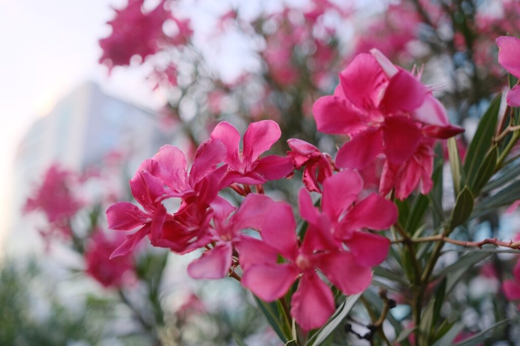 pflege des oleanders: tipps zur richtigen bewässerung, standortwahl und düngung für gesunde und blühfreudige oleanderpflanzen.