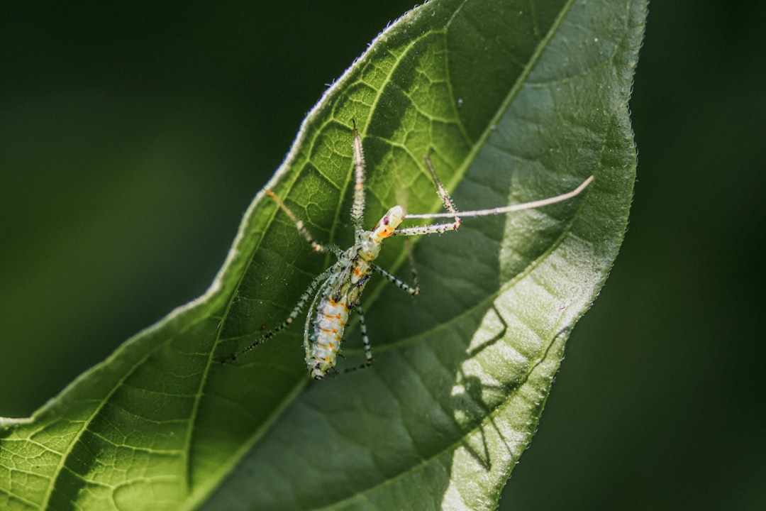 effektive methoden zur bekämpfung von thripsen: schützen sie ihre pflanzen vor schäden durch gezielte thrips-kontrolle und verhindern sie befall nachhaltig.