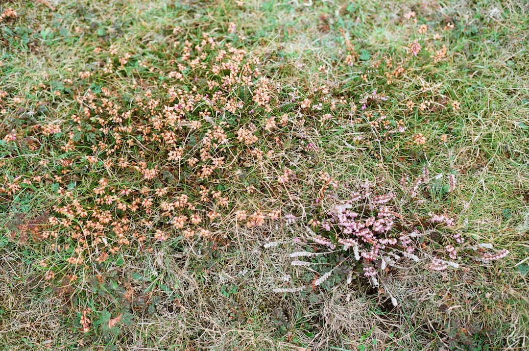 effektiver unkrautentferner für ihren garten – leicht anzuwenden und umweltfreundlich. entfernt unkraut schnell und zuverlässig ohne chemikalien.