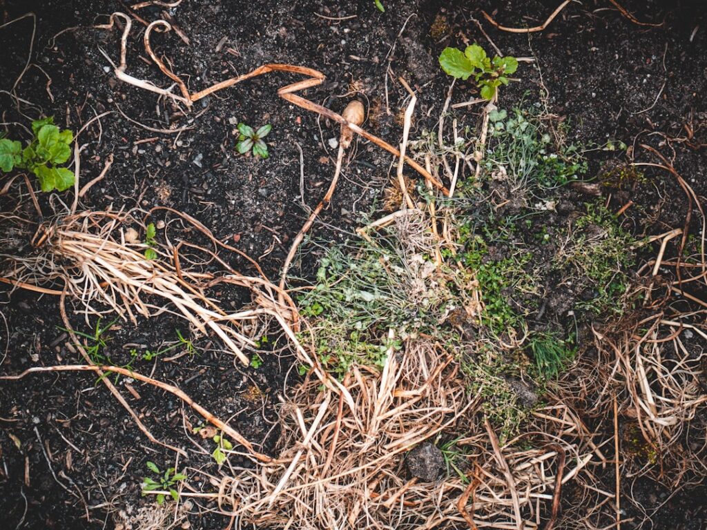 effektiver unkrautentferner für garten und hauseingang – schnell, einfach und umweltfreundlich unkraut beseitigen.